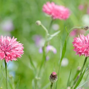 Centaurea Cyanus 'Pinkie', Cornflower 'Pinkie', Bachelor's Button 'Pinkie', Pink Centaurea, Pink Cornflower, Pink Bachelor's  Button