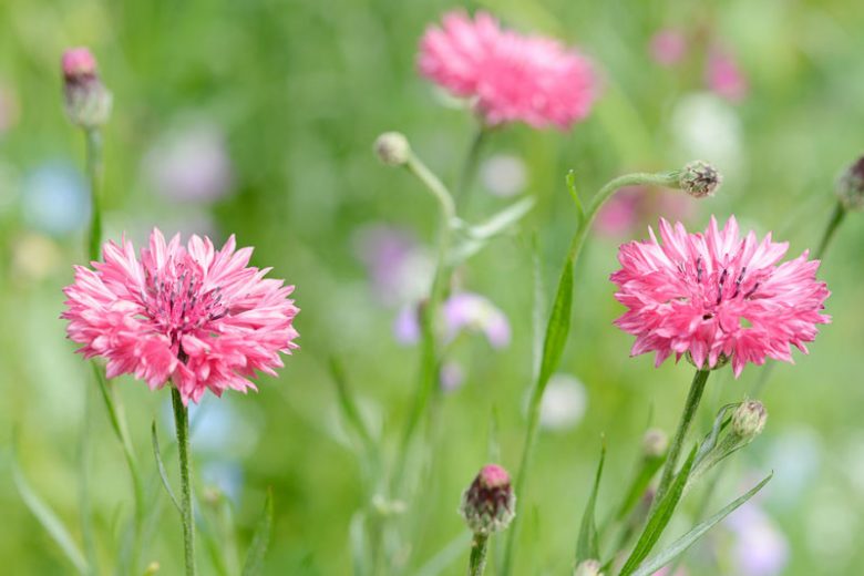 Centaurea Cyanus 'Pinkie', Cornflower 'Pinkie', Bachelor's Button 'Pinkie', Pink Centaurea, Pink Cornflower, Pink Bachelor's  Button