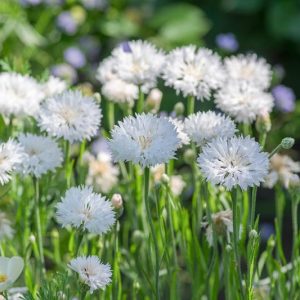 Centaurea Cyanus 'Snowman', Cornflower 'Snowman', Bachelor's Button 'Snowman', White Centaurea, White Cornflower, White Bachelor's  Button