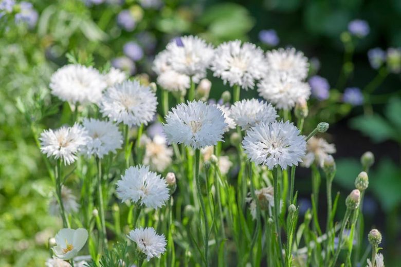 Centaurea Cyanus 'Snowman', Cornflower 'Snowman', Bachelor's Button 'Snowman', White Centaurea, White Cornflower, White Bachelor's  Button