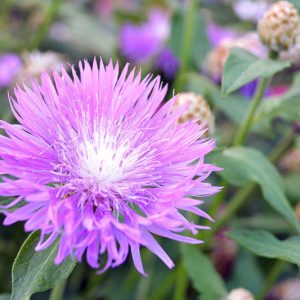 Centaurea dealbata, Persian Cornflower,  Mealy Centaury, Purple Cornflowers