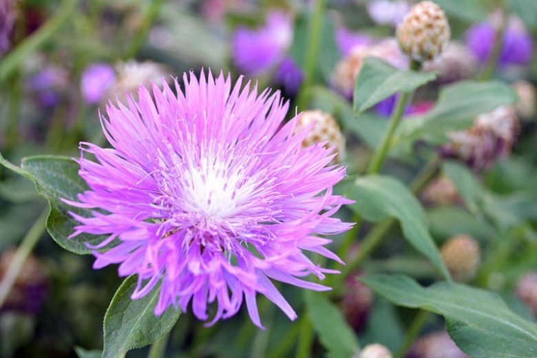 Centaurea dealbata, Persian Cornflower,  Mealy Centaury, Purple Cornflowers