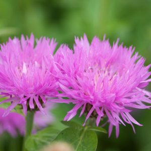 Centaurea dealbata 'John Coutts', Persian Cornflower 'John Coutts',  Mealy Centaury 'John Coutts', whitewash Cornflower 'John Coutts', Centaurea 'John Coutts' Purple Cornflowers
