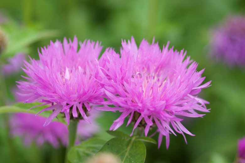 Centaurea dealbata 'John Coutts', Persian Cornflower 'John Coutts',  Mealy Centaury 'John Coutts', whitewash Cornflower 'John Coutts', Centaurea 'John Coutts' Purple Cornflowers