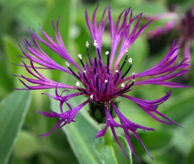Centaurea Montana Amethyst Dream, Amethyst Dream Mountain Cornflower, Perennial Cornflower Amethyst Dream, Mountain Bluets Amethyst Dream, Knapweed Amethyst Dream, Mountain Knapweed Amethyst Dream, Amethyst Dream Bachelor's Button,