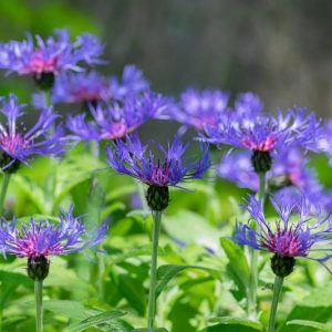 Centaura Montana, Mountain Cornflower, Perennial Cornflower, Mountain Bluets, Knapweed, Mountain Knapweed, Bachelor's Button, Great Blue-Bottle , Blue flowers