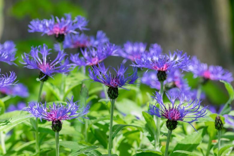 Centaura Montana, Mountain Cornflower, Perennial Cornflower, Mountain Bluets, Knapweed, Mountain Knapweed, Bachelor's Button, Great Blue-Bottle , Blue flowers
