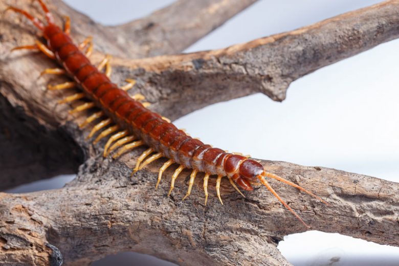 Centipede, Centipedes, Chilopoda, Beneficial Insect
