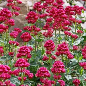 Centranthus Ruber, Red Valerian, Spanish Valerian, Spur Valerian, Jupiter's Beard, Kiss-me-quick, Pretty Betsy, Fox's Brush, German Lilac, red flowers, prink flowers, perennial plant