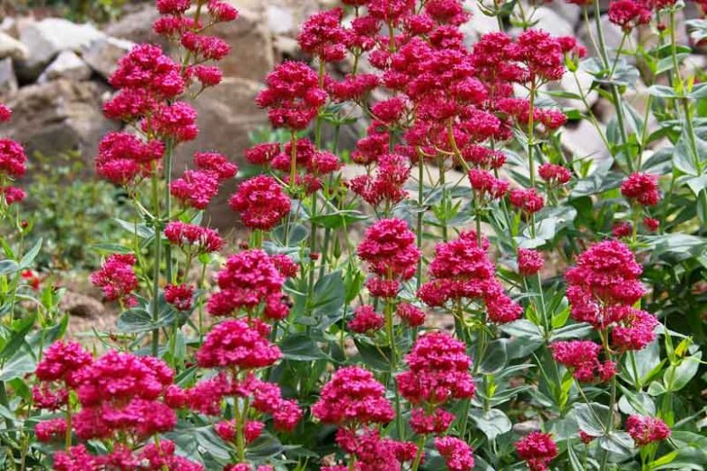 Centranthus Ruber, Red Valerian, Spanish Valerian, Spur Valerian, Jupiter's Beard, Kiss-me-quick, Pretty Betsy, Fox's Brush, German Lilac, red flowers, prink flowers, perennial plant