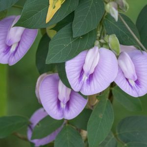 Centrosema virginianum,Spurred Butterfly Pea, Butterfly Pea, Bradburya virginiana, Centrosema virginianum var. ellipticum, Purple Flowers, Perennial flowers