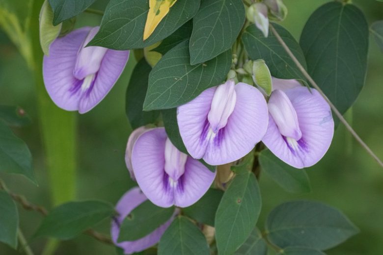Centrosema virginianum,Spurred Butterfly Pea, Butterfly Pea, Bradburya virginiana, Centrosema virginianum var. ellipticum, Purple Flowers, Perennial flowers