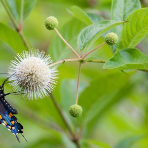 Cephalanthus occidentalis, Common Buttonbush, Buttonbush, Button Bush, Globe-Flowered Bush, Honeybells, Little Snowballs, Swamp Globeflower, White Pond-Dogwood, Button Willow