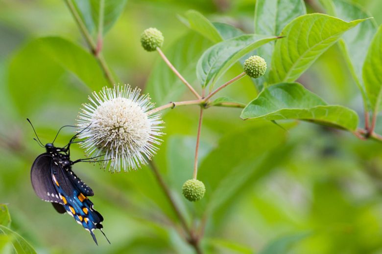 Cephalanthus occidentalis, Common Buttonbush, Buttonbush, Button Bush, Globe-Flowered Bush, Honeybells, Little Snowballs, Swamp Globeflower, White Pond-Dogwood, Button Willow