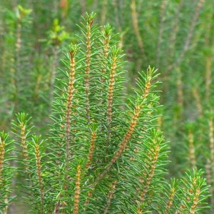 Ceratiola ericoides, Sand Heath, Sandhill Rosemary, Florida Rosemary, Evergreen shrub, Mediterranean Plant, Perennial Shrub