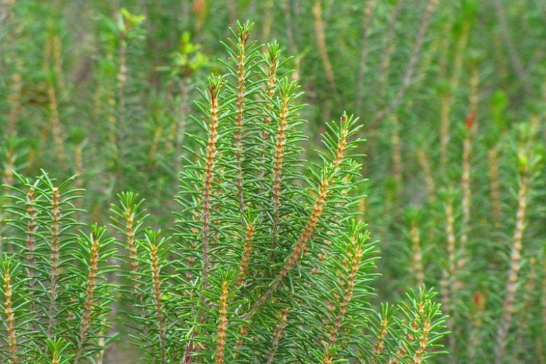 Ceratiola ericoides, Sand Heath, Sandhill Rosemary, Florida Rosemary, Evergreen shrub, Mediterranean Plant, Perennial Shrub