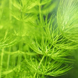 Ceratophyllum demersum, Coon's Tail, Hornwort, Ceratophyllum apiculatum