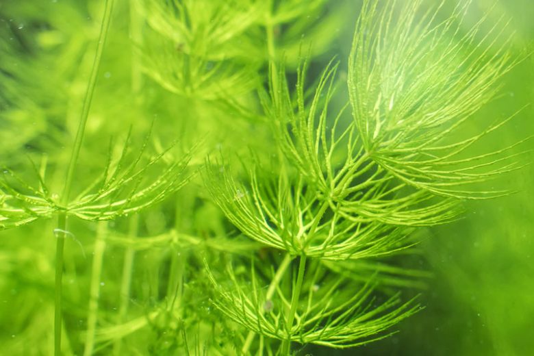 Ceratophyllum demersum, Coon's Tail, Hornwort, Ceratophyllum apiculatum