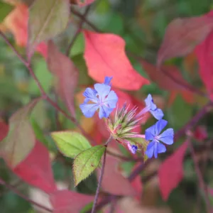 Ceratostigma willmottianum, Chinese Plumbago, Hardy Plumbago, Blue Flowers, Blue Groundcover