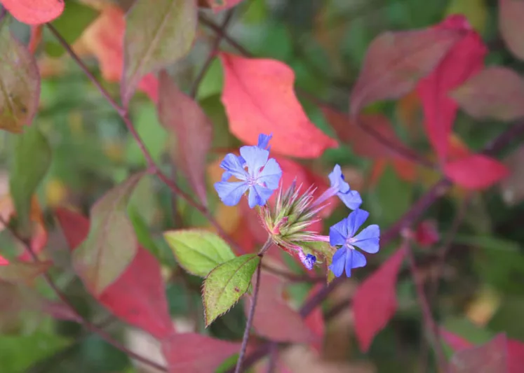 Ceratostigma willmottianum, Chinese Plumbago, Hardy Plumbago, Blue Flowers, Blue Groundcover