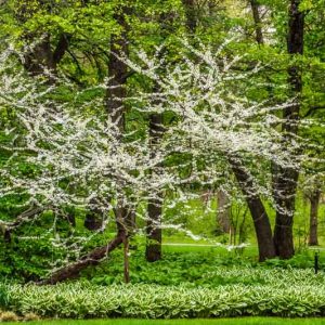 Cercis canadensis f. alba, White Eastern Redbud, White-Flowered Eastern Redbud, Shrub, Small Tree, White Flowers, White Redbud