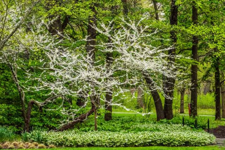Cercis canadensis f. alba, White Eastern Redbud, White-Flowered Eastern Redbud, Shrub, Small Tree, White Flowers, White Redbud