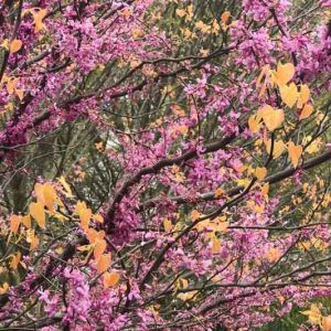 Cercis canadensis Alley Cat, Eastern Redbud Alley Cat, Alley Cat Cercis, Eastern Redbud Alley Cat, Variegated Redbud, Shrub, Small Tree, Pink Flowers, Fall Color
