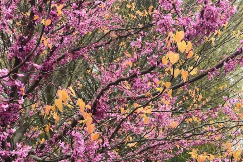 Cercis canadensis Alley Cat, Eastern Redbud Alley Cat, Alley Cat Cercis, Eastern Redbud Alley Cat, Variegated Redbud, Shrub, Small Tree, Pink Flowers, Fall Color
