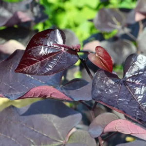 Black Pearl Cercis, Black Pearl Redbud, Cercis canadensis Black Pearl, Cercis canadensis 'jn16', Eastern Redbud The Rising Sun, Small Tree, Spring Pink Flowers, Fall Color