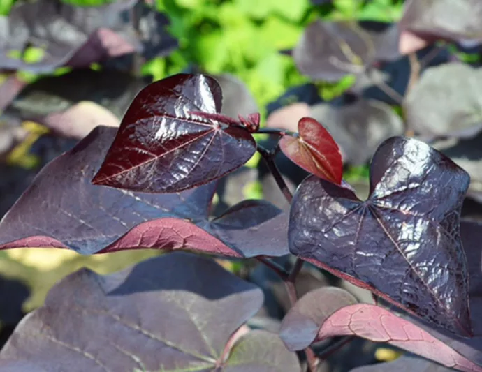 Black Pearl Cercis, Black Pearl Redbud, Cercis canadensis Black Pearl, Cercis canadensis 'jn16', Eastern Redbud The Rising Sun, Small Tree, Spring Pink Flowers, Fall Color