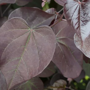 Burgundy Hearts Cercis, Burgundy Hearts Redbud, Cercis canadensis Burgundy Hearts, Cercis canadensis 'Greswan', Eastern Redbud Burgundy Hearts, Small Tree, Spring Pink Flowers, Fall Color