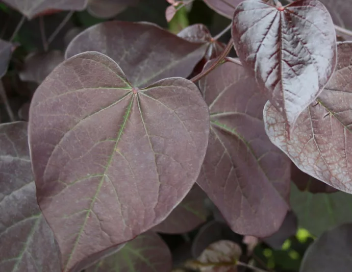 Burgundy Hearts Cercis, Burgundy Hearts Redbud, Cercis canadensis Burgundy Hearts, Cercis canadensis 'Greswan', Eastern Redbud Burgundy Hearts, Small Tree, Spring Pink Flowers, Fall Color