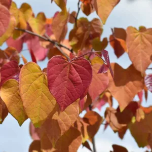 Cercis canadensis Flame Thrower, Eastern Redbud Flame Thrower, Shrub, Small Tree, Pink Flowers, Fall Color