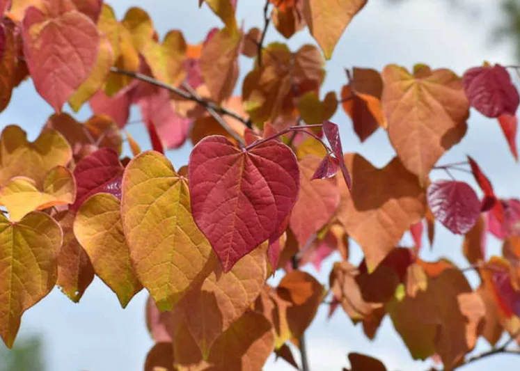 Cercis canadensis Flame Thrower, Eastern Redbud Flame Thrower, Shrub, Small Tree, Pink Flowers, Fall Color