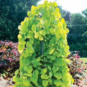 Golden Falls Cercis, Golden Falls Redbud, Cercis canadensis Golden Falls, Eastern Redbud Golden Falls, Shrub, Small Tree, Pink Flowers, Fall Color