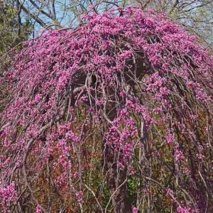 Lavender Twist Cercis, Lavender Twist Redbud, Cercis canadensis Lavender Twist, Cercis canadensis 'Covey', Eastern Redbud Lavender Twist, Weeping Redbud, Shrub, Small Tree, Pink Flowers, Fall Color
