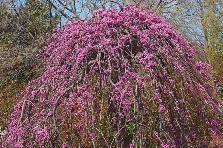 Lavender Twist Cercis, Lavender Twist Redbud, Cercis canadensis Lavender Twist, Cercis canadensis 'Covey', Eastern Redbud Lavender Twist, Weeping Redbud, Shrub, Small Tree, Pink Flowers, Fall Color