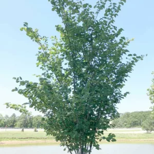 Summer's Tower Cercis, Summer's Tower Redbud, Cercis canadensis Summer's Tower, Cercis canadensis 'jn7', Eastern Redbud Summer's Tower, Small Tree, Spring Pink Flowers, Fall Color