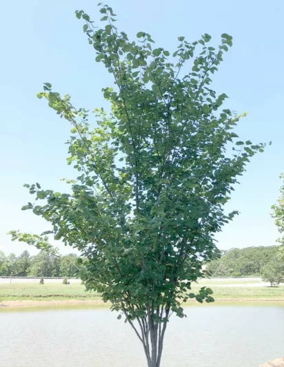 Summer's Tower Cercis, Summer's Tower Redbud, Cercis canadensis Summer's Tower, Cercis canadensis 'jn7', Eastern Redbud Summer's Tower, Small Tree, Spring Pink Flowers, Fall Color