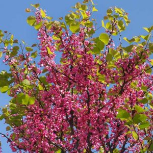 The Rising Sun Cercis, The Rising Sun Redbud, Cercis canadensis The Rising Sun, Cercis canadensis 'jn2', Eastern Redbud The Rising Sun, Small Tree, Spring Pink Flowers, Fall Color