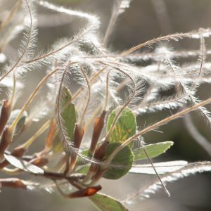 Cercocarpus betuloides, Mountain Mahogany, Birch-Leaf Mountain-Mahogany, Comes, Cercocarpus montanus, Cercocarpus douglasii, Evergreen Shrub