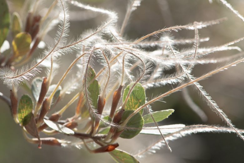Cercocarpus betuloides, Mountain Mahogany, Birch-Leaf Mountain-Mahogany, Comes, Cercocarpus montanus, Cercocarpus douglasii, Evergreen Shrub