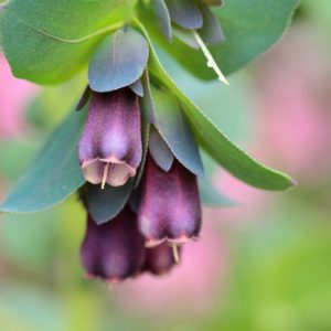 Cerinthe major 'Purpurascens', Honeywort 'Purpurascens'