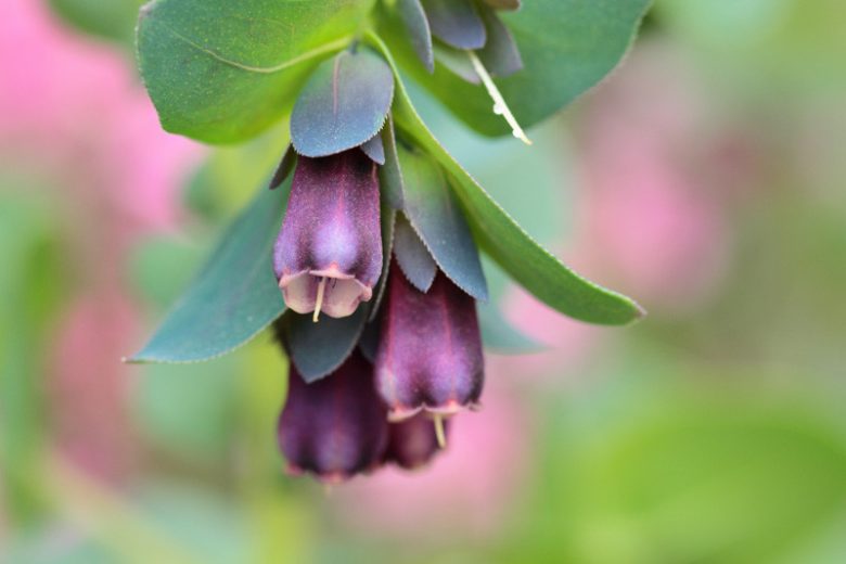 Cerinthe major 'Purpurascens', Honeywort 'Purpurascens'