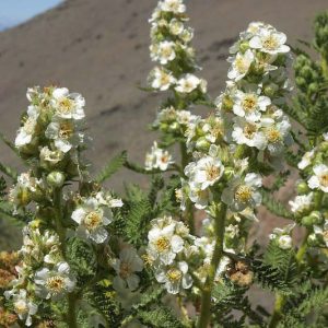 Chamaebatiaria millefolium, Desert Sweet, Fernbush, Tansy Bush, White flowers, Fragrant flowers