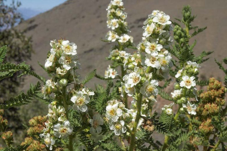 Chamaebatiaria millefolium, Desert Sweet, Fernbush, Tansy Bush, White flowers, Fragrant flowers