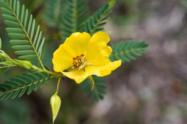 Chamaecrista fasciculata, Partridge Pea, Sleepingplant, Sensitive Plant, Golden Cassia, Prairie Senna, Yellow flowers