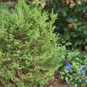 Chamaecyparis thyoides, Atlantic White Cedar, Atlantic White Cypress, Southern White Cedar, Whitecedar, False-Cypress, Chamaecyparis henryae, Cupressus thyoides, Evergreen Tree