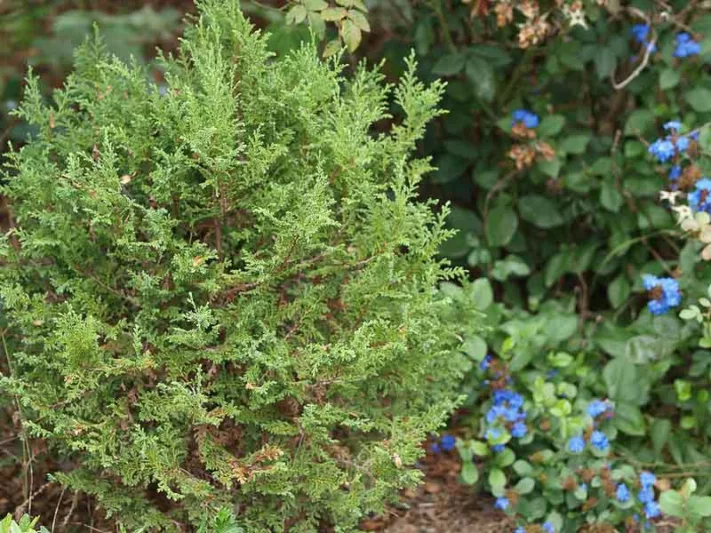 Chamaecyparis thyoides, Atlantic White Cedar, Atlantic White Cypress, Southern White Cedar, Whitecedar, False-Cypress, Chamaecyparis henryae, Cupressus thyoides, Evergreen Tree