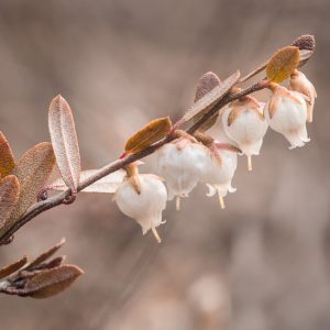 Chamaedaphne calyculata, Leatherleaf, Cassandra, Evergreen Shrubs, White Flowers